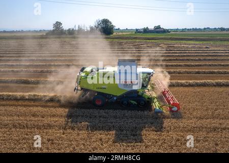 Récoltez un champ de blé doré, des nuages de poussière. Prise de vue aérienne. Moissonneuse remplir le grenier, blé mûr pendant la récolte. Travaux agricoles. Récoltez par temps ensoleillé Banque D'Images
