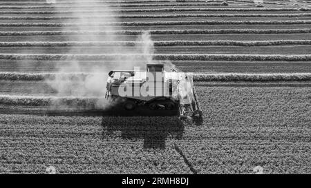 Récoltez un champ de blé doré, des nuages de poussière. Prise de vue aérienne. Moissonneuse remplir le grenier, blé mûr pendant la récolte. Travaux agricoles. Récoltez par temps ensoleillé Banque D'Images