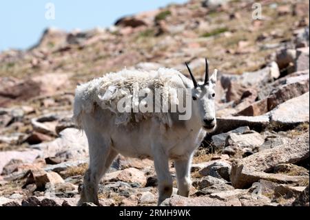 Portrait d'une chèvre de montagne sur une colline effaçant son manteau d'hiver. Banque D'Images