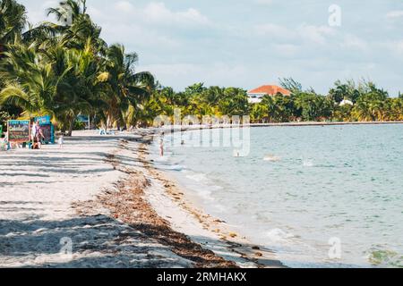 L'eau bleue, le sable blanc et la plage bordée de palmiers de Placencia, au sud-est du Belize Banque D'Images