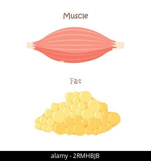 Icône muscle et tissu adipeux. Prise de masse musculaire, perte de poids, régime alimentaire. Illustration vectorielle dans le style plat tendance isolé sur fond blanc. Illustration de Vecteur