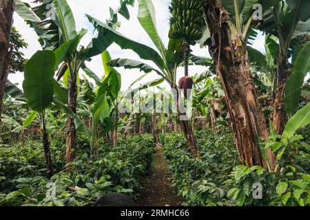 Les bananiers fournissent de l'ombre aux plants de café de la plantation Chicoj à Cobán, au Guatemala Banque D'Images