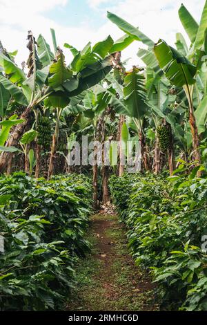 Les bananiers fournissent de l'ombre aux plants de café de la plantation Chicoj à Cobán, au Guatemala Banque D'Images