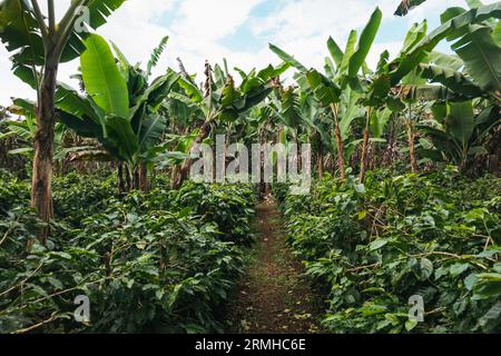 Les bananiers fournissent de l'ombre aux plants de café de la plantation Chicoj à Cobán, au Guatemala Banque D'Images