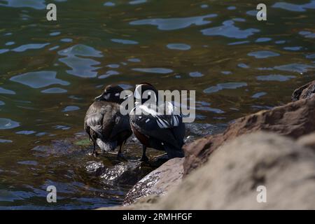 Histrionicus histrionicus famille Anatidae genre Histrionicus canard arlequin nature sauvage photographie d'oiseaux, image, papier peint Banque D'Images