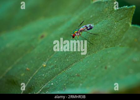 Rainbow Fly en gros plan Banque D'Images
