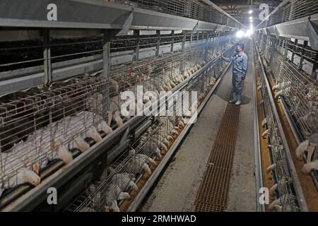 COMTÉ de LUANNAN, province du Hebei, Chine - 17 mars 2020 : les travailleurs chargent des aliments dans une usine de transformation. Banque D'Images