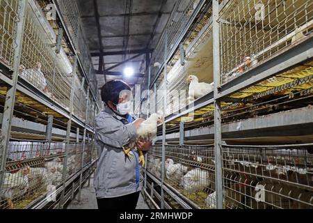 COMTÉ de LUANNAN, province du Hebei, Chine - 17 mars 2020 : les travailleurs chargent des aliments dans une usine de transformation. Banque D'Images