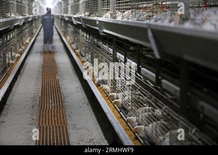 COMTÉ de LUANNAN, province du Hebei, Chine - 17 mars 2020 : les travailleurs chargent des aliments dans une usine de transformation. Banque D'Images