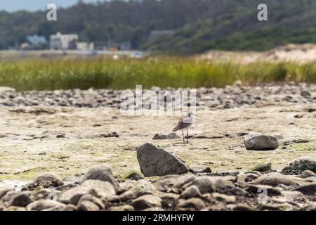 Oiseau de mer à la recherche de mollusques parmi les pierres sur une plage de Maldonado Banque D'Images