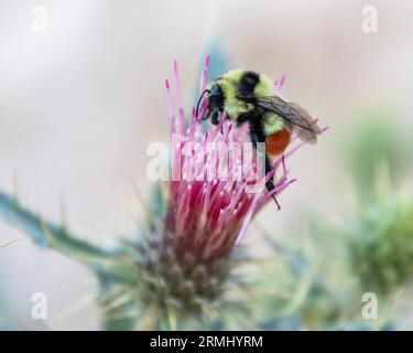 Belle abeille de miel se nourrissant sur la fleur sauvage rose. Gros plan. Banque D'Images