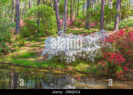 Scène de jardin à Azalea Overlook Garden à Callaway Gardens à Pine Mountain, Géorgie. Banque D'Images