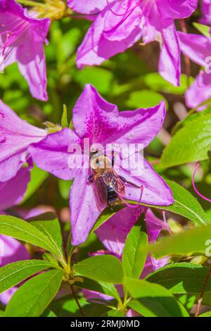 Bumble Bee sur la fleur d'Azalea à Callaway Gardens à Pine Mountain, Géorgie. Banque D'Images