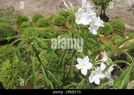 Plumeria pudica plante de fleurs à la ferme pour la récolte sont des cultures commerciales Banque D'Images