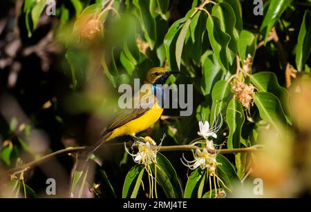 oiseau-soleil mâle à dos d'olivier, Cinnyris jugularis, en partie caché dans un arbre sur la péninsule du Cap York, à l'extrême nord du Queensland. Banque D'Images