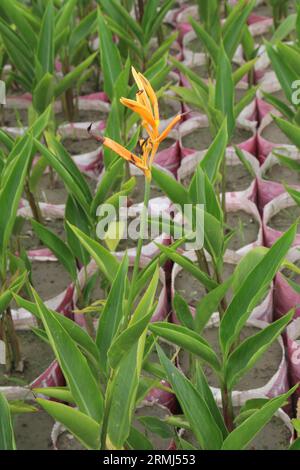 Orange Heliconia fleur plante à la ferme pour la récolte sont des cultures commerciales Banque D'Images