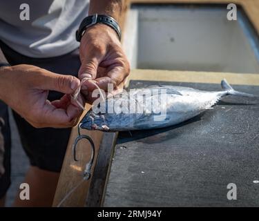 Un gros plan d'un homme tenant un poisson fraîchement pêché dans ses mains Banque D'Images