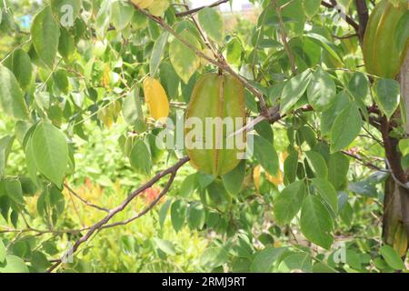 La carambole également connue sous le nom de fruit étoilé sur l'arbre à la ferme pour la récolte sont des cultures commerciales Banque D'Images