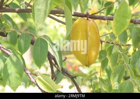 La carambole également connue sous le nom de fruit étoilé sur l'arbre à la ferme pour la récolte sont des cultures commerciales Banque D'Images