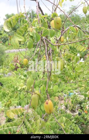 La carambole également connue sous le nom de fruit étoilé sur l'arbre à la ferme pour la récolte sont des cultures commerciales Banque D'Images