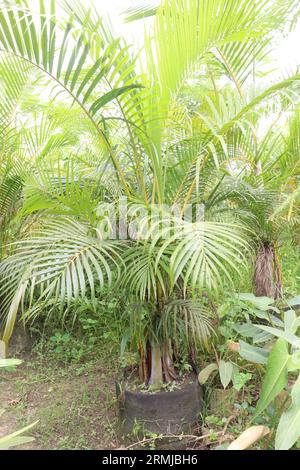 Plante de palmier areca à la ferme pour la vente sont des cultures commerciales Banque D'Images