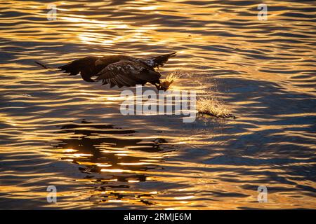 Aigle à queue blanche (Haliaeetus albicilla), aigle de mer, en vol avec des poissons capturés de l'océan dans ses talons. Île de Hokkaido, Japon Banque D'Images