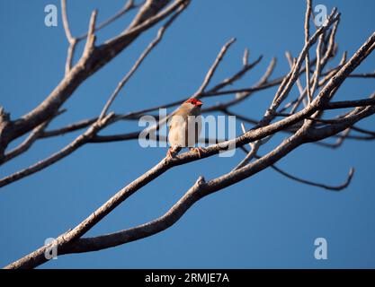 Finlandais brun rouge, Neochmia temporalis perché sur une branche d'arbre à Cape York, à l'extrême nord du Queensland en Australie. Banque D'Images