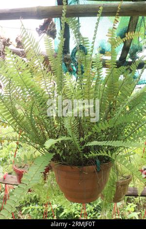 Nephrolepis Cordifolia (Tuber Ladder Fern) arbre sur pot suspendu à la ferme pour la vente sont des cultures commerciales Banque D'Images