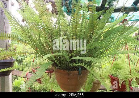 Nephrolepis Cordifolia (Tuber Ladder Fern) arbre sur pot suspendu à la ferme pour la vente sont des cultures commerciales Banque D'Images