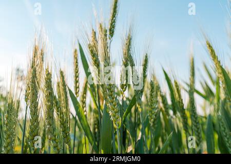 Épis verts non mûrs de blé en champ cultivé, focalisation sélective Banque D'Images