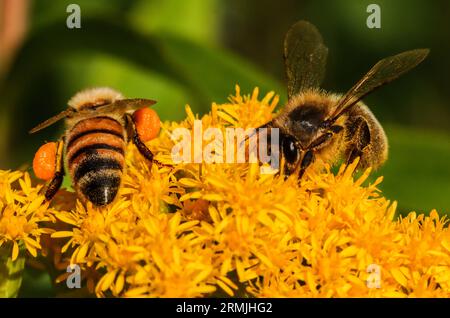 Deux abeilles collectent du pollen sur une verge d'or géante, une plante envahissante Banque D'Images