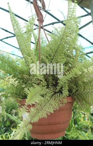 Nephrolepis Cordifolia (Tuber Ladder Fern) arbre sur pot suspendu à la ferme pour la vente sont des cultures commerciales Banque D'Images