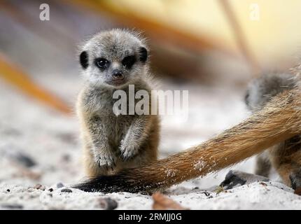 Nouveau-né surikat EMMIE au Blair Drummond Safari and Adventure Park, près de Stirling. Trois chiots - Busta, Missy et EMMIE - sont nés de parents pour la première fois, Cardi B et Biggie, qui se sont joints à la communauté des surierkats du parc en avril 2022. Date de la photo : Vendredi 25 août 2023. Banque D'Images