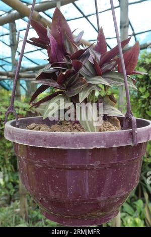 tradescantia zebrina arbre bordeaux sur pot suspendu dans la pépinière pour vendre sont des cultures commerciales Banque D'Images