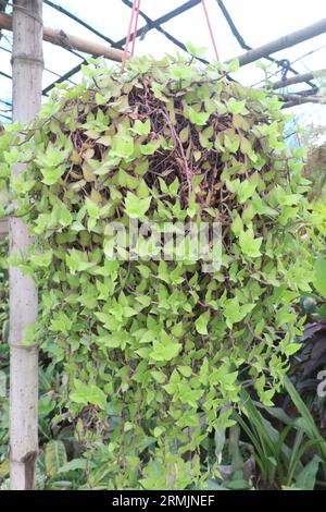 Petite plante de feuille d'araignée de feuille sur pot suspendu dans la ferme pour la récolte sont des cultures commerciales Banque D'Images