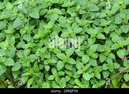 Plantes d'origan ou Origanum vulgare vue de dessus. Plante d'origan. L'origan est une herbe culinaire, utilisée pour la saveur de ses feuilles, qui peuvent être plus intenses Banque D'Images