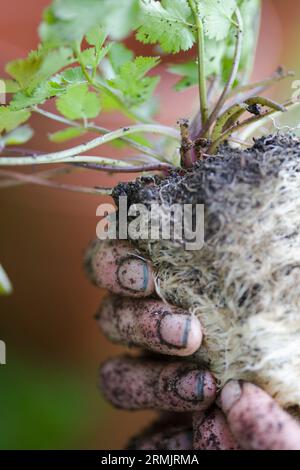 Gros plan de la main sale de l'homme tenant la plante et les racines de la plante Banque D'Images