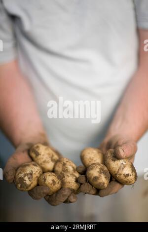 Gros plan des mains du fermier tenant de nouvelles pommes de terre Banque D'Images