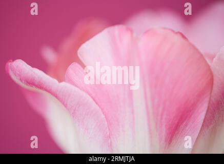 Extreme close up of a pink tulip Tulipa Banque D'Images