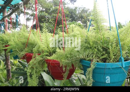 Nephrolepis Cordifolia (Tuber Ladder Fern) arbre sur pot suspendu à la ferme pour la vente sont des cultures commerciales Banque D'Images