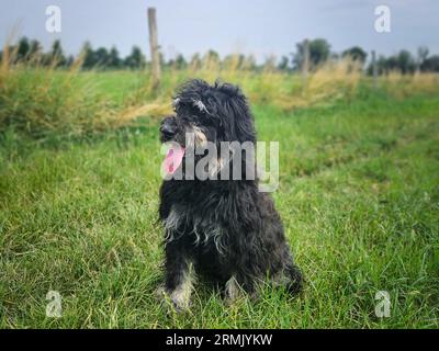 Chien Goldendoodle assis sur la prairie. Doodle noir avec dessin fantôme. Charmant animal fidèle dans la nature. Photo d'animal Banque D'Images