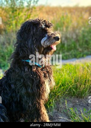 Chien Goldendoodle assis sur la prairie. Doodle noir avec dessin fantôme. Charmant animal fidèle dans la nature. Photo d'animal Banque D'Images