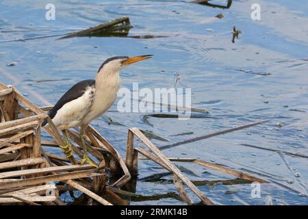 Blongios nain (Ixobrychus minutus) Banque D'Images