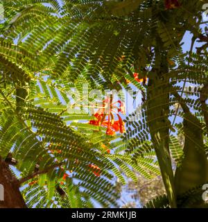 Fleurs et gousses de graines de la flamme des fleurs des arbres forestiers (Delonix regia). Originaire de Madagascar Banque D'Images