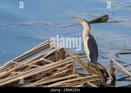 Blongios nain (Ixobrychus minutus) Banque D'Images