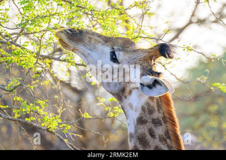 Girafe (Giraffa camelopardalis) se nourrissant d'acacia au coucher du soleil, parc national Kruger, Afrique du Sud. Banque D'Images