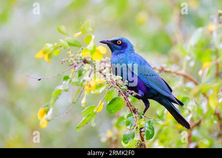 Le grand étoilé à oreilles bleues (Lamprotornis chalybaeus) assis sur une branche dans un arbre, parc national Kruger en Afrique du Sud. Banque D'Images