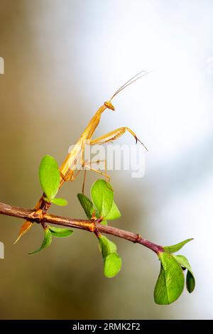 Mante priante africaine (Sphodromantis lineola) variante brune se tenant féroce sur une plante, Mpumalanga, Afrique du Sud. Banque D'Images