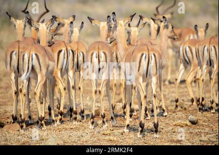 Troupeau d'Impala (Aepyceros melampus) vu de derrière avec un motif typique, parc national Kruger, Afrique du Sud. Banque D'Images