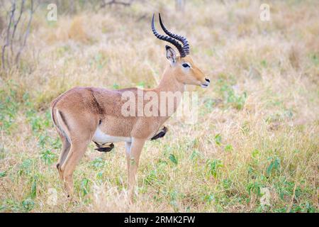 Deux Oxpecker à bec rouge (Buphagus erythrorynchus) mangeant des insectes d'un mâle adulte impala (Aepyceros melampus), parc national Kruger, Afrique du Sud. Banque D'Images